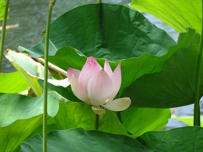 花卉，礼来，莲花，植物，花卉，粉色，荷花睡莲，睡莲