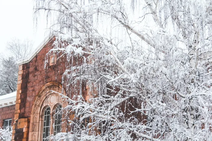 白色，雪，雪，冬天，寒冷，仙境，圣诞节，圣诞节