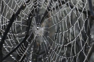 蜘蛛网，自然，脆弱，脆弱，特写，蜘蛛，关注前景，没有人
