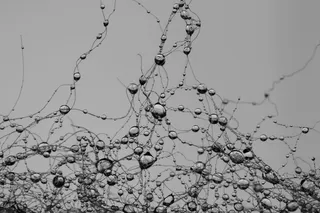 灰度摄影，水露，水滴，网络，突触，珍珠，灰色，雨滴