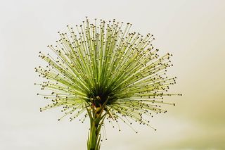 弗罗罗，植物绿，切拉多斯，永远活着