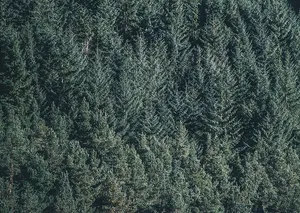 绿树航空照片