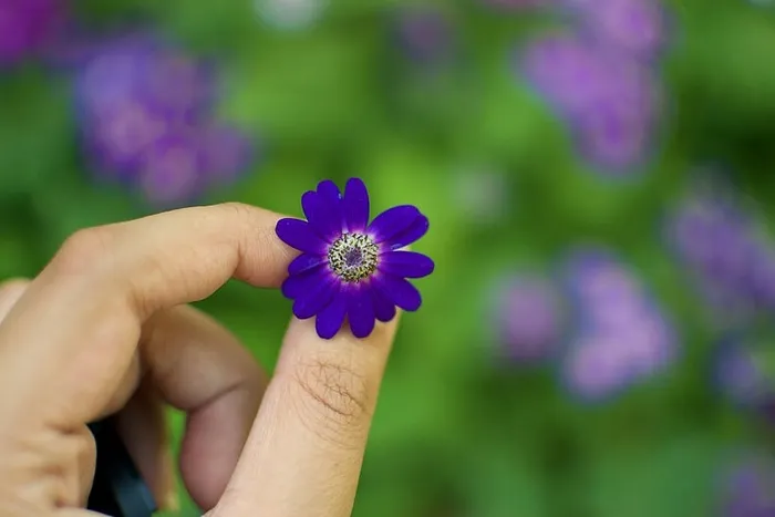 白天捧着盛开的紫色花瓣的人