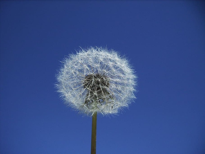 蒲公英，花，自然，植物，天空，花，花，蒲公英冠