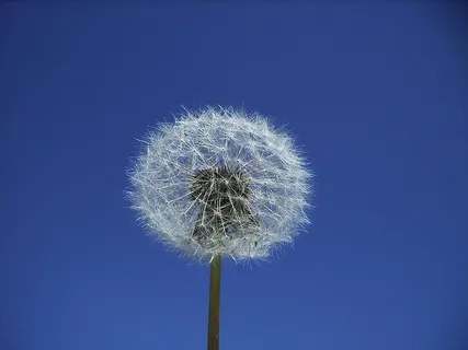 蒲公英,花,自然,植物,天空,花,花,蒲公英冠 蒲公英,花,自然,植物,天空,花,花,蒲公英冠
