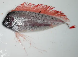 斑点带鱼