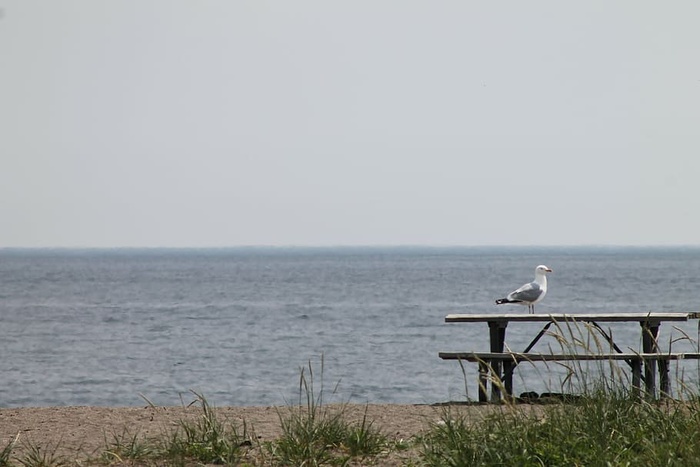 海鸥，海鸥，鸟，野餐桌，湖泊，自然，海洋，水