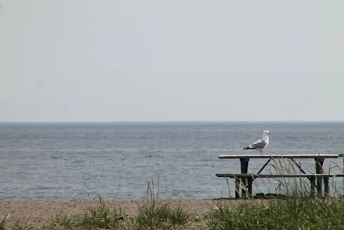 海鸥，海鸥，鸟，野餐桌，湖泊，自然，海洋，水