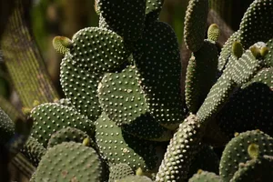 仙人掌，仙人掌科，仙人掌科，仙人掌科，植物，带刺，刺，绿色