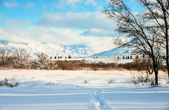 被雪覆盖的森林和山脉