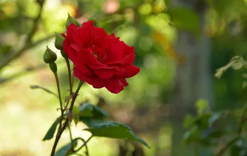 玫瑰,野生,花朵,花朵,红色,自然,植物,花朵 玫瑰,野生,花朵,花朵,红色,自然,植物,花朵