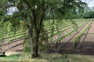 葡萄园，葡萄藤，葡萄，葡萄酒，酒庄，自然，植物，树木