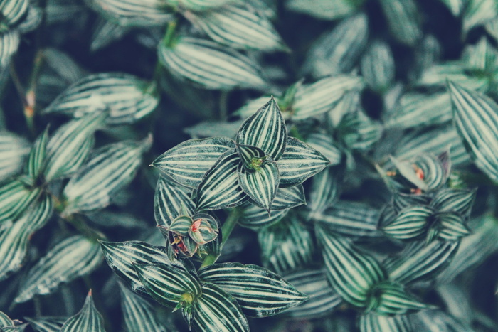条纹叶植物的浅景深