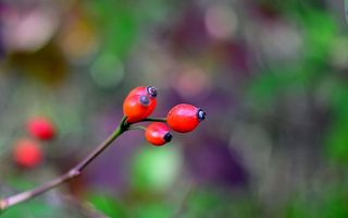 秋天，玫瑰果，玫瑰，特写，水果，健康饮食，红色，关注前景