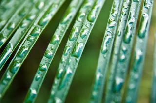 澳大利亚，弗雷泽岛，水，雨，植物，雨林，绿色，雨滴