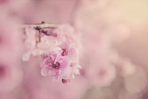 自然,花朵,花瓣,模糊,美丽,盛开,盛开,盛开 自然,花朵,花瓣,模糊,美丽,盛开,盛开,盛开