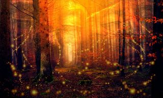 森林，半影，眼睛，森林的眼睛，眼泪，眼泪，树，萤火虫