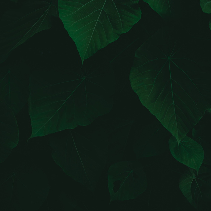 树叶的特写照片
