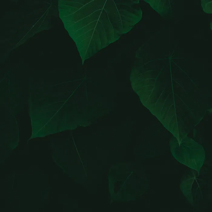 树叶的特写照片