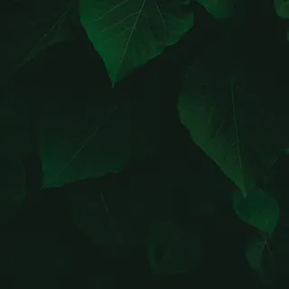 树叶的特写照片