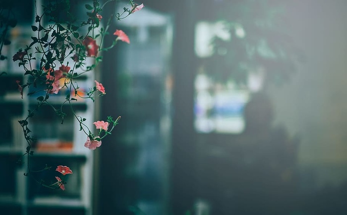 花，植物，绿色，悬挂，植物，宏观，粉色，红色