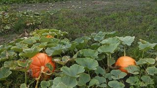 南瓜、秋天、十月、万圣节、绿色、橙色、花园、食物