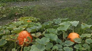 南瓜、秋天、十月、万圣节、绿色、橙色、花园、食物