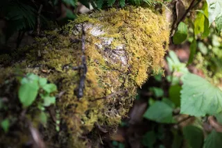 mountain high，high，mountain，泰国清迈，doi inthanon，life，mos，柠檬草