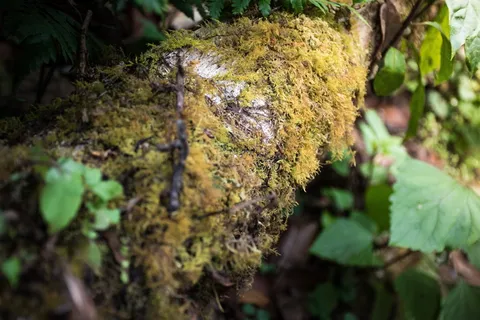 mountain high,high,mountain,泰国清迈,doi inthanon,life,mos,柠檬草 mountain high,high,mountain,泰国清迈,doi inthanon,life,mos,柠檬草