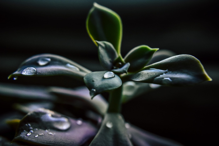 肉质植物的特写照片
