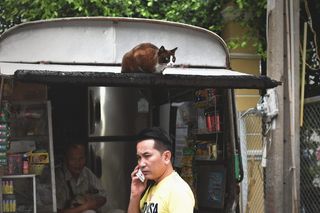 泰国，猫笑话，笑话，动物，人，电话，宠物，汽车