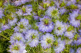 紫色，花瓣状花朵，特写，摄影，绿色圣母，斯塔登·格雷特，维纳斯多毛，头发脱落的新娘