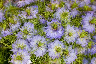 紫色，花瓣状花朵，特写，摄影，绿色圣母，斯塔登·格雷特，维纳斯多毛，头发脱落的新娘