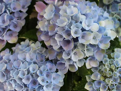 绣球花,绣球花,萼片,蓝色,观赏灌木,特写,自然之美,植物 绣球花,绣球花,萼片,蓝色,观赏灌木,特写,自然之美,植物