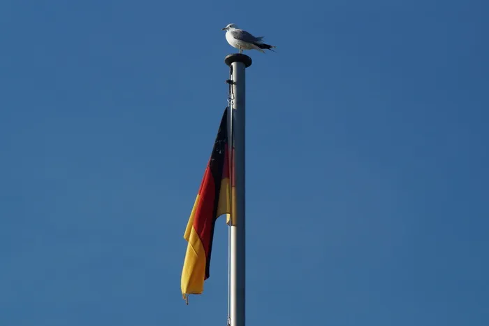 德国，国旗，风，飘动，天空，低角度视图，动物，动物主题