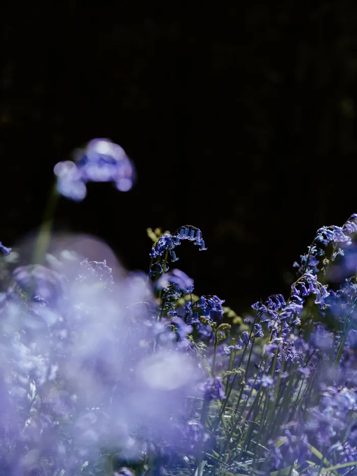 植物，花朵，鸢尾，花，水滴，天竺葵，花瓣，花粉