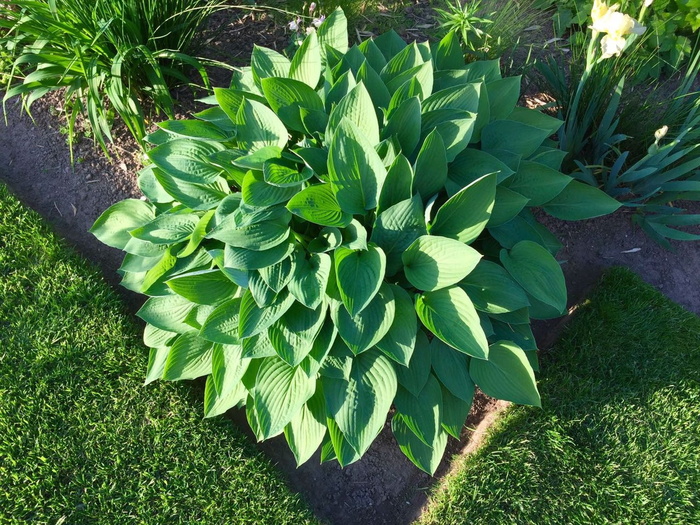 植物，大蕉百合，叶子，花园，花园植物，生长，绿色，高角度视图