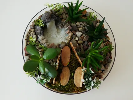 肉质,植物,绿色,生长,装饰,特写,多汁,玻璃 肉质,植物,绿色,生长,装饰,特写,多汁,玻璃
