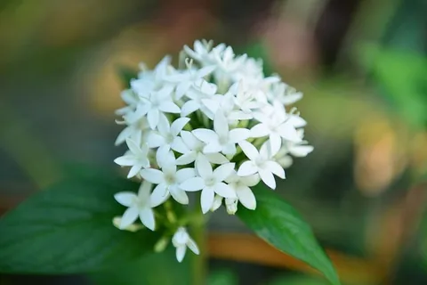 自然,植物群,叶,花,开花植物,植物,自然之美,新鲜 自然,植物群,叶,花,开花植物,植物,自然之美,新鲜