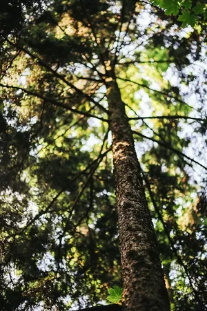 穿过森林漫步莫兹