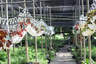 植物，苗圃，花朵，悬挂，白天，植物，自然，没有人