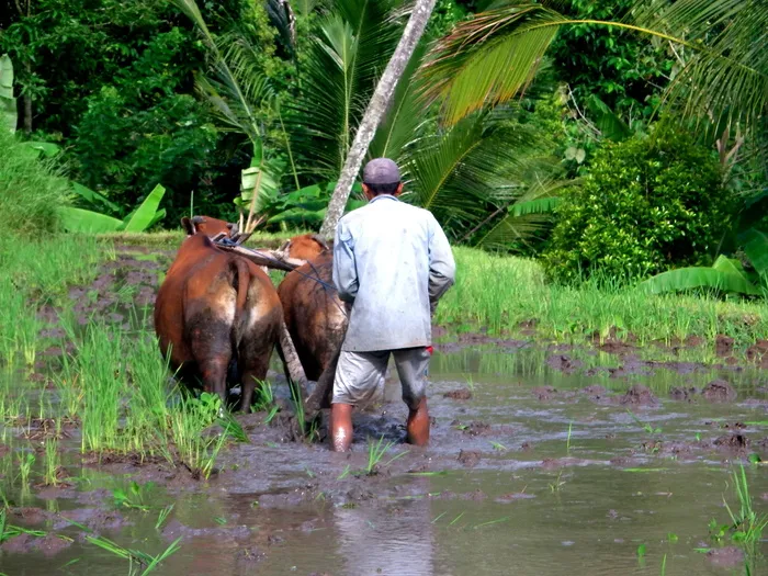 水稻梯田，水稻，种植园，棕榈，绿色，植物，壁纸，人工制品