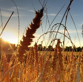 Waldegg，Winterthur，Seen，Winterthur，Seen，谷物植物，自然，生长，农业