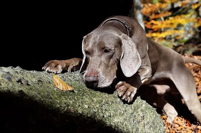 Weimaranar，秋天，狗，动物主题，哺乳动物，动物，一只动物，宠物