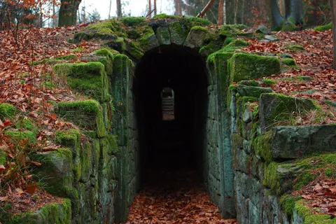 隧道、有盖、苔藓、树叶、木材、道路、说明、树木 隧道、有盖、苔藓、树叶、木材、道路、说明、树木