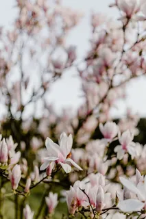 盛开的木兰树 盛开的木兰树