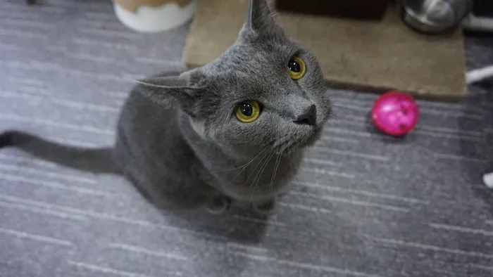 猫，俄罗斯蓝，布鲁克斯，可爱，动物，灰色，猫，动物主题