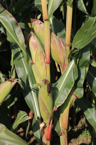 玉米，田地，农业，玉米田，收获，食物，玉米棒上的玉米，自然