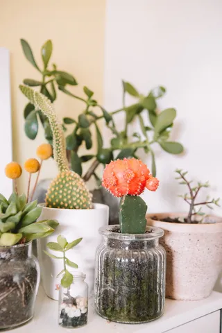 采购产品绿色仙人掌植物，仙人掌，盆栽植物，陶器，罐子，花瓶，七月，室内植物