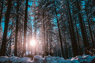 树枝，明亮，寒冷，日光，森林，霜冻，霜冻，冰